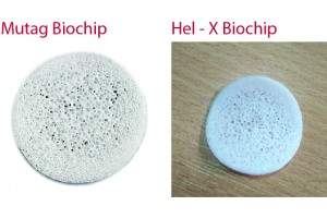 So sánh giá thể vi sinh Mutag biochip và Hel – X biochip