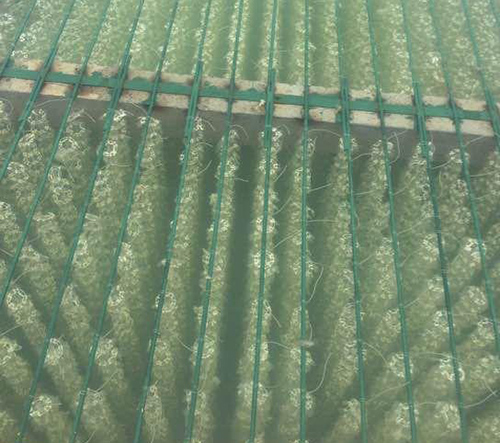 ưng dụng giá thể vi sinh dạng sợi kết hợp trong bể xử lý nước