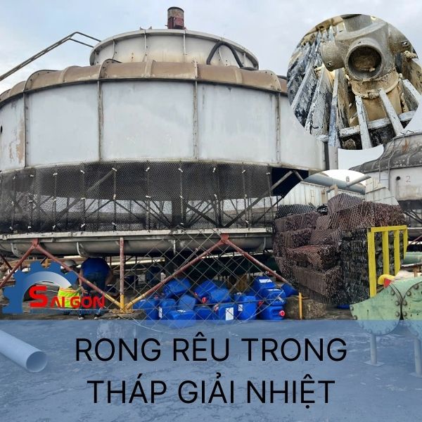 Rong rêu trong tháp giải nhiệt